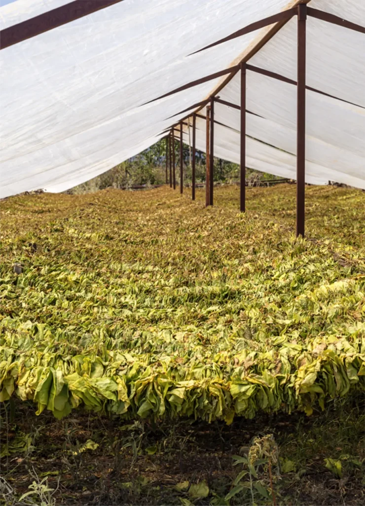 Tobacco leaves drying under a large white canopy supported by wooden poles, creating an optimal curing environment for high-quality cigar production.