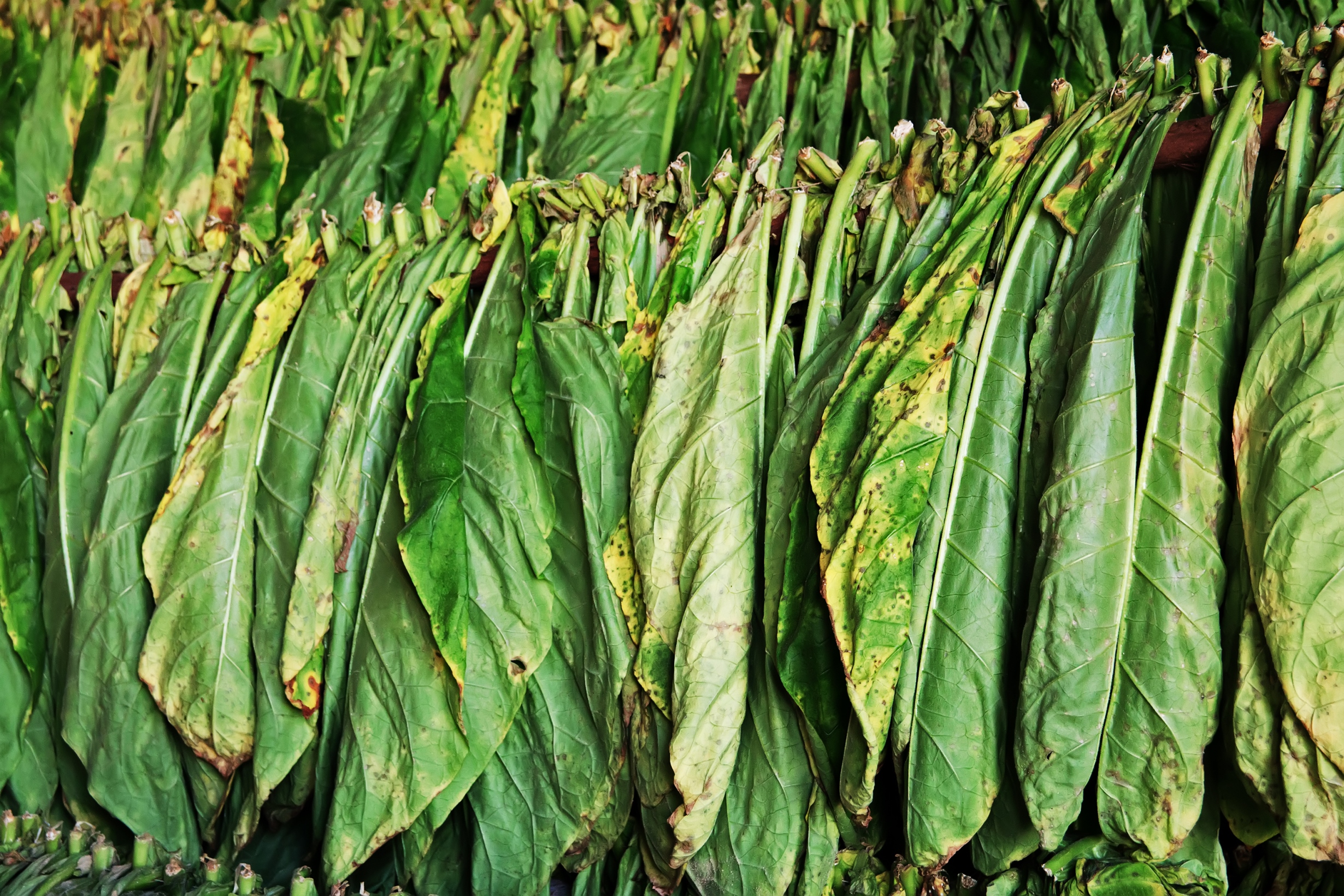 Drying tobacco leaves in tobacco factory in Cuba